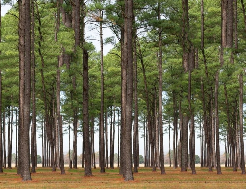 Gỗ Thông tự nhiên